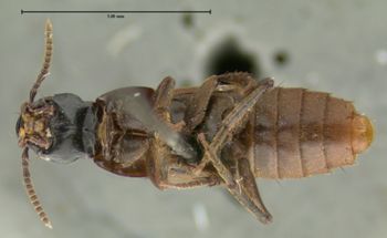 Media type: image;   Entomology 24109 Aspect: habitus ventral view